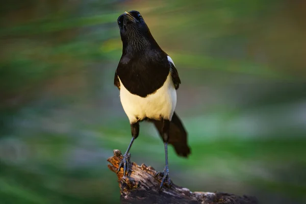 Ormanda Saksağan Pica Pica Uzun Kuyruklu Siyah Beyaz Kuş Doğal — Stok fotoğraf