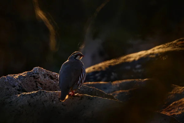 Czerwononogi Kuropatwa Alectoris Rufa Gamebird Rodziny Bażantów Phasianidae Żwirowej Drodze — Zdjęcie stockowe