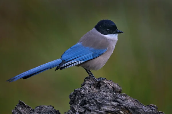 Sroka Czarnoskrzydła Cyanopica Cyanus Rzadki Ptak Siedlisku Skalnym Sierra Andjar — Zdjęcie stockowe