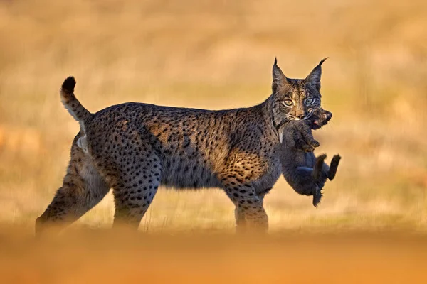 Luchs Mit Beute Kaninchen Spanien Iberischer Luchs Lynx Pardinus Wildkatze — Stockfoto