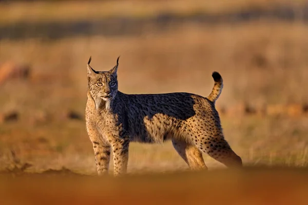 欧洲野生动物 伊比利亚的山猫 欧洲的野生猫科动物 罕见的猫在大自然的栖息地散步 犬科猫科动物 皮毛斑斑 黄昏微光 在西班牙旅行 — 图库照片