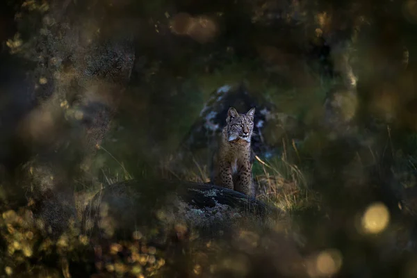 Spain Wildlife Iberian Lynx Lynx Pardinus Wild Cat Endemic Iberian — Stockfoto
