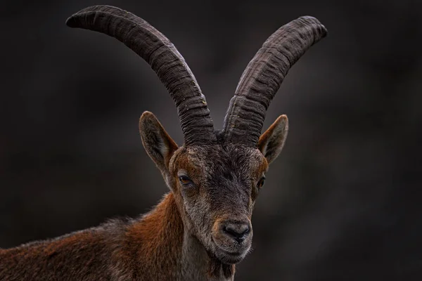 Iberian Ibex Capra Pyrenaica Дикий Козел Природному Середовищі Природний Заповідник — стокове фото