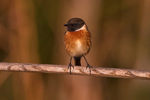 European Stonechat Saxicola Rubicola Uccellino Passeriforme Seduto Sul Ramo Alla — Foto Stock