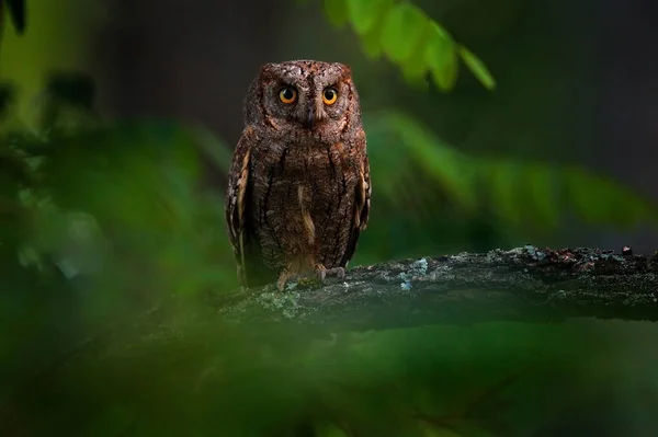 Zsaruk Bagoly Otus Scops Kis Bagoly Természet Élőhelyén Zöld Faágon — Stock Fotó