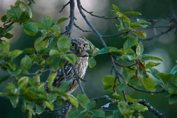 Petite Chouette Dans Habitat Naturel Grand Œil Jaune Hibou Dans — Photo