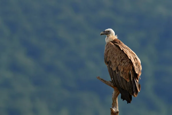 Grifone Avvoltoio Gyps Fulvus Grandi Rapaci Seduti Montagne Rocciose Habitat — Foto Stock