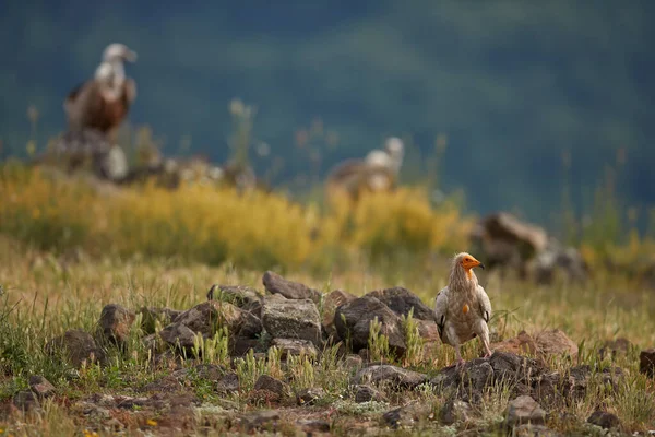 Griffon Vulture Gyps Fulvus Velcí Draví Ptáci Sedící Skalnaté Hoře — Stock fotografie