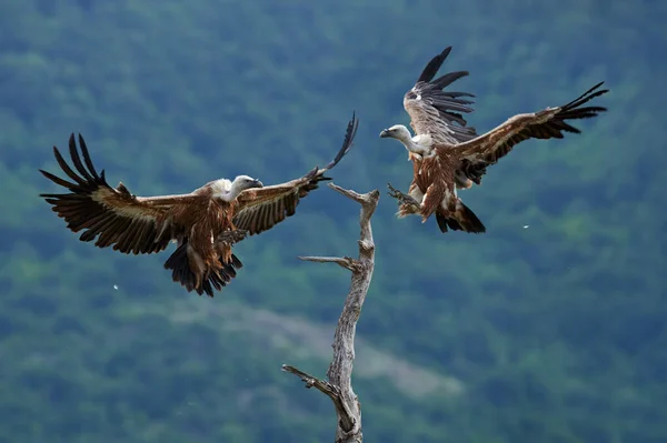 Griffon Vulture Gyps Fulvus Big Birds Prey Sitting Rocky Mountain — Stock Photo, Image