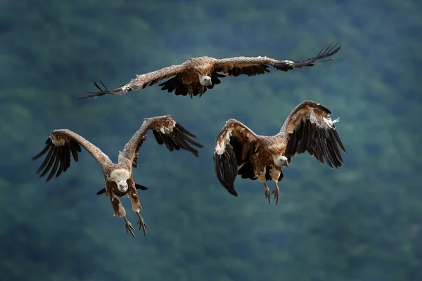 Грифоны Цыгане Фулвус Большие Хищные Птицы Сидящие Скальной Горе Природная — стоковое фото