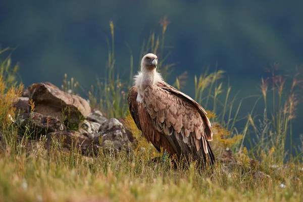 Griffon Vulture Gyps Fulvus 大型猛禽栖息在岩石山上 自然栖息地 Madzarovo Bulgaria Eastern Rhodopes — 图库照片