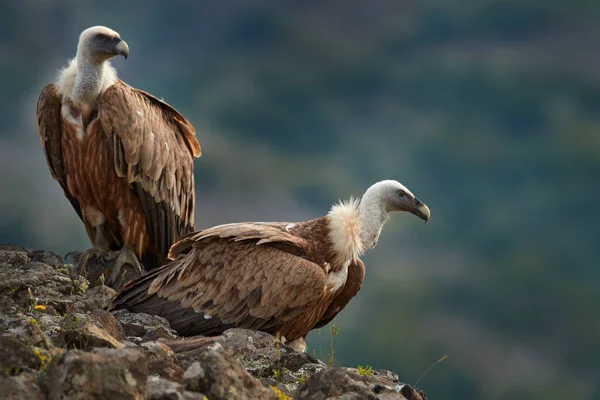 Buitre Leonado Gyps Fulvus Grandes Aves Presa Sentadas Montaña Rocosa — Foto de Stock