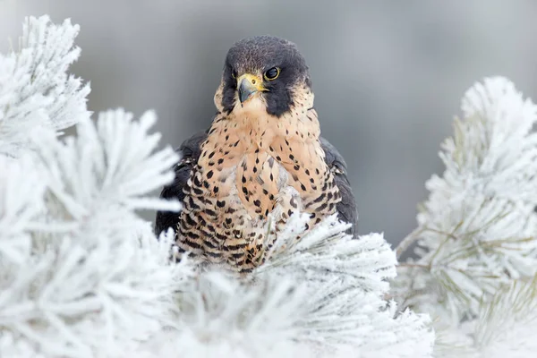 Peregrine Falcon Roofvogel Met Sneeuw Witte Rijm Dennenboom Donkergroen Bos — Stockfoto