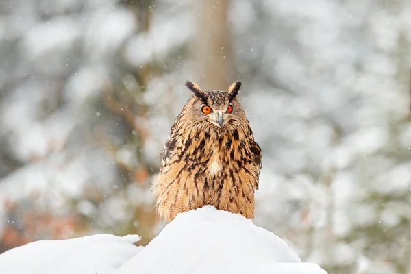 Winter Wildlife Flying Eurasian Eagle Owl Open Wings Snowflakes Snowy — Stock Photo, Image