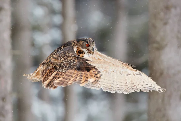 Vintervilda Djur Flygande Eurasiska Örnuggla Med Öppna Vingar Med Snöflingor — Stockfoto