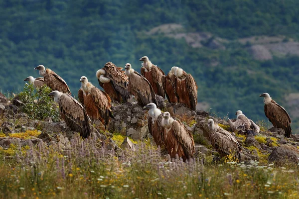 Griffon Vulture Gyps Fulvus Velcí Draví Ptáci Sedící Skalnaté Hoře — Stock fotografie