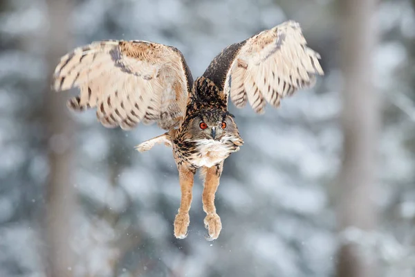 Wildtiere Winter Fliegender Uhu Mit Offenen Flügeln Und Schneeflocken Verschneiten — Stockfoto