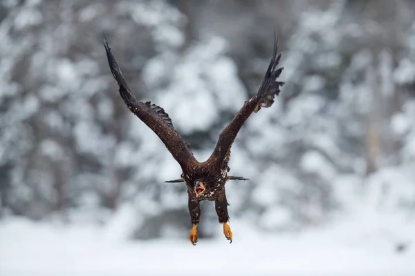 Vida Silvestre Invierno Golden Eagle Vuela Nieve Bosque Durante Invierno —  Fotos de Stock