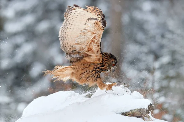 Vintervilda Djur Flygande Eurasiska Örnuggla Med Öppna Vingar Med Snöflingor — Stockfoto