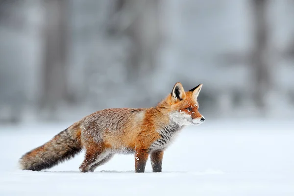 Česká Příroda Červená Liška Bílém Sněhu Studená Zima Oranžovou Chlupatou — Stock fotografie