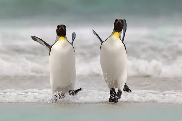 水の中の野鳥 ビッグキングペンギンは フォークランド島の海を泳いで青い水から飛び出します 自然からの野生動物のシーン 海からの面白いイメージ — ストック写真
