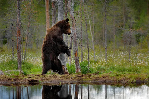 夏の森とクマダンス 生息地との広い角度 美しい茶色のクマ湖の周りを歩くと 秋の色 生息地での大きな危険動物 ロシアの自然からの野生動物のシーン — ストック写真