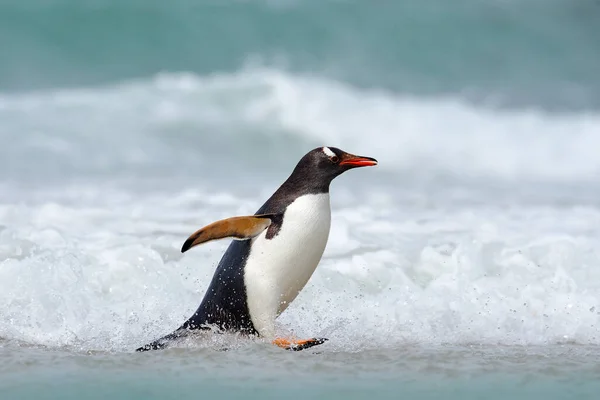Springer Pingvin Havsvattnet Gentoo Pingvin Hoppar Upp Det Blå Vattnet — Stockfoto