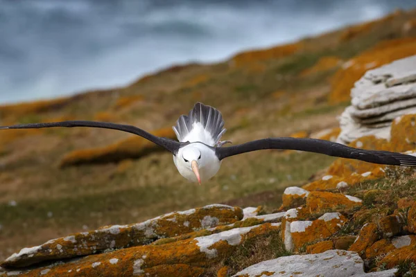 Albatros Czarnobrwiowy Thalassarche Melanophris Ptak Locie Fala Atlantyku Falklandach Akcja — Zdjęcie stockowe
