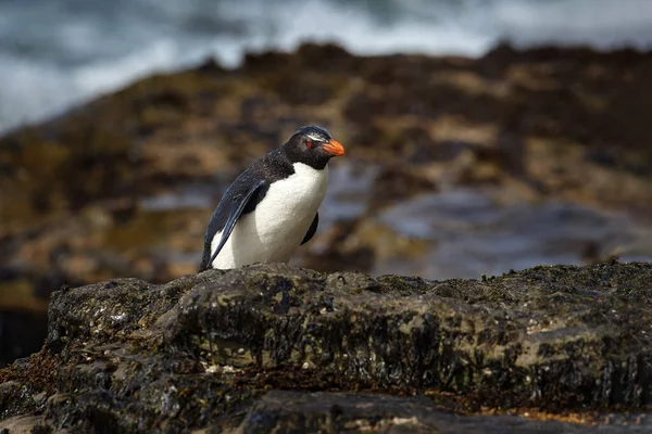 Рок Пингвин Прекрасная Морская Птица Rockhopper Пингвин Eudyptes Chrysocome Скале — стоковое фото