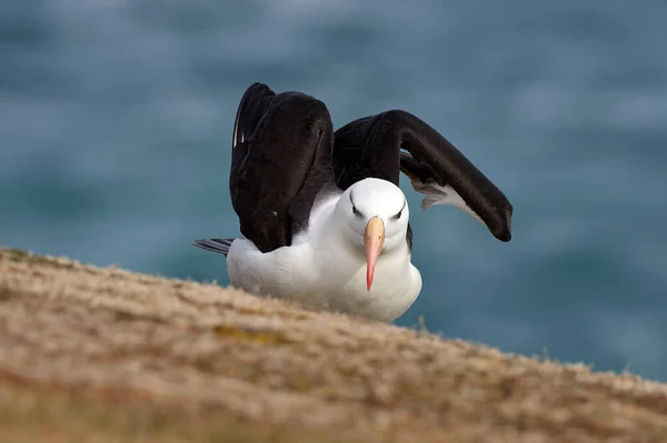 Albatroz Testa Preta Thalassarche Melanophris Ave Voo Onda Mar Atlântico — Fotografia de Stock