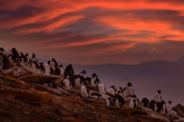 夕方の光で美しい優しいペンギン フォークランド諸島からの野生生物 背景にオレンジの空を持つ水の鳥 — ストック写真