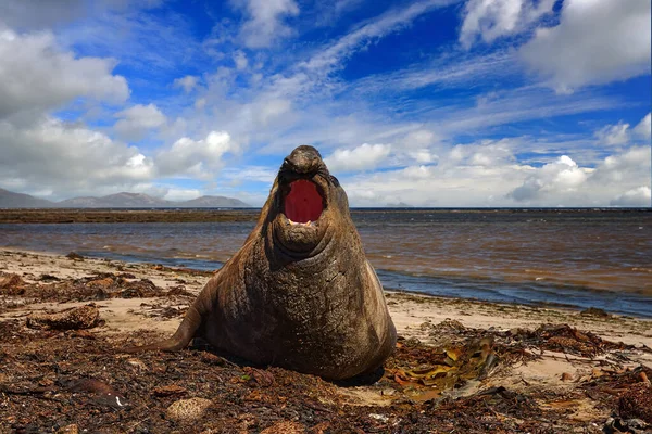 Sydgeorgien Atlanten Elefantsälen Ligger Vattendamm Mörkblå Himmel Falklandsöarna Försegla Med — Stockfoto