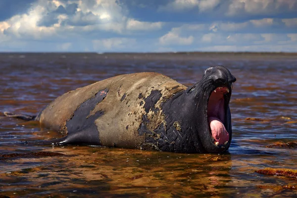 Geórgia Sul Oceano Atlântico Selo Elefante Deitado Lagoa Água Céu — Fotografia de Stock