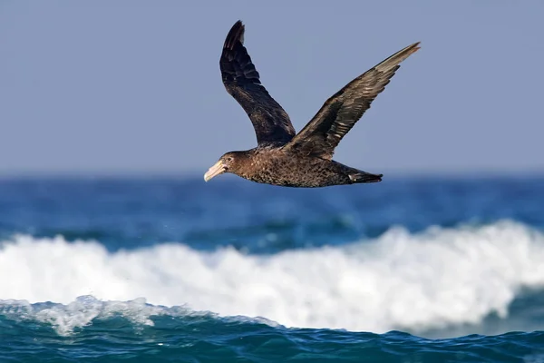Pétala Gigante Voo Grande Pássaro Marinho Céu Animal Habitat Natural — Fotografia de Stock