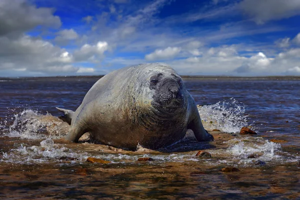 Sydgeorgien Atlanten Elefantsälen Ligger Vattendamm Mörkblå Himmel Falklandsöarna Försegla Med — Stockfoto