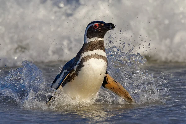 Пингвин Воде Птицы Играют Морских Волнах Морская Птица Воде Магеллановский — стоковое фото