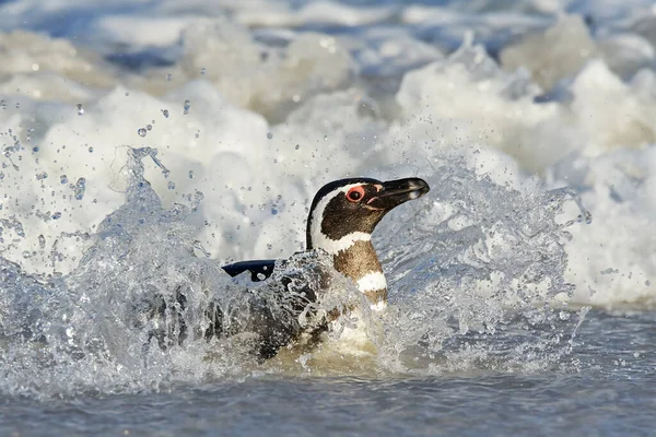 Penguin Water Bird Playing Sea Waves Sea Bird Water Magellanic — Stock Photo, Image