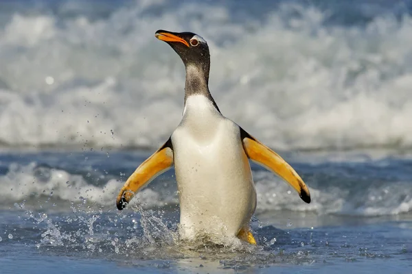 大西洋の南ジョージア 自然の海の生息地であるフォークランド島の海を泳いだ後 ゲントーペンギンは青い水から飛び降ります 自然の中での野生動物のシーン — ストック写真