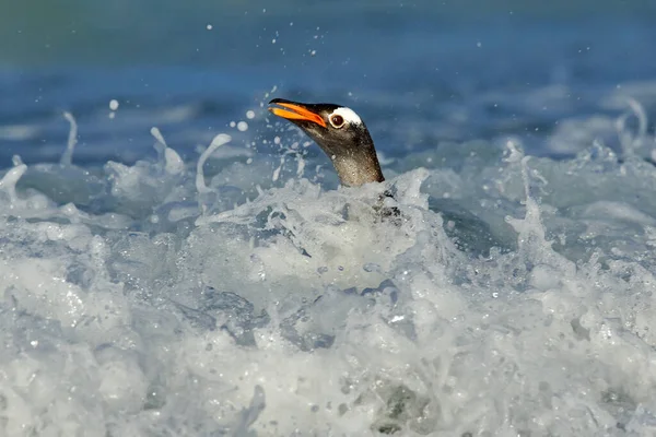 Zuid Georgia Atlantische Oceaan Gentoo Pinguïn Springt Uit Het Blauwe — Stockfoto