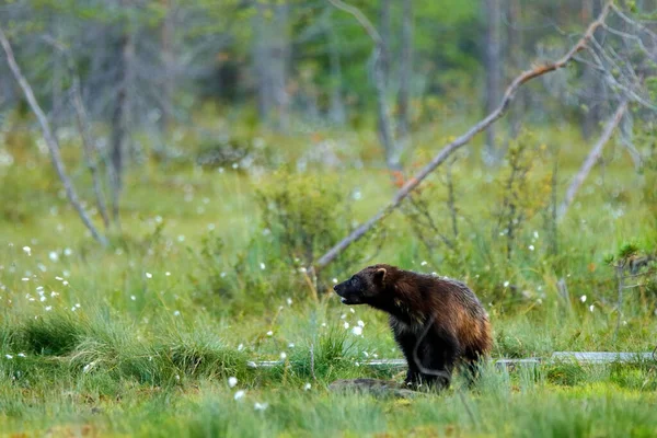Russia Wildlife Wolverine Running Catch Taiga Wildlife Scene Nature Rare — Stock Photo, Image
