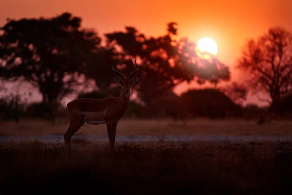 Impala Zonsondergang Afrika Fauna Prachtige Impala Het Gras Met Avondzon — Stockfoto