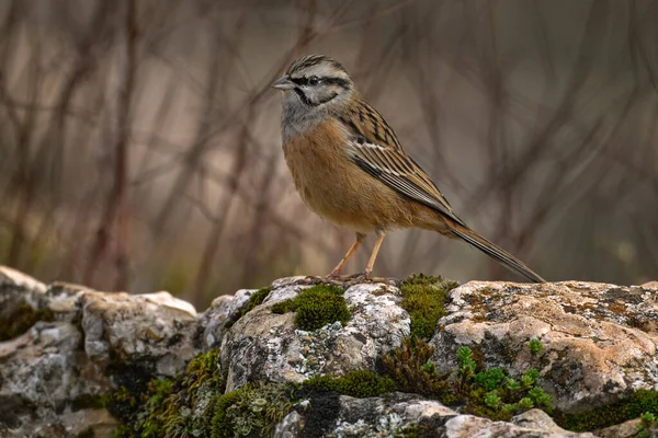 Rock Bunting Emberiza Cia Passerine Bird Nature Rock Mountain Habitat — Stock Photo, Image