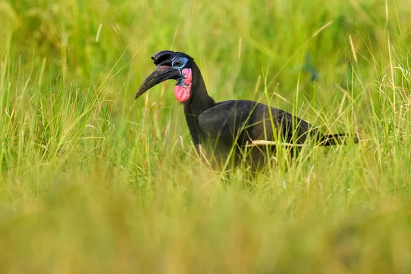 Abyssinian Bucorvus Abyssinicus Stor Svart Fågel Från Uganda Hornnäbben Går — Stockfoto