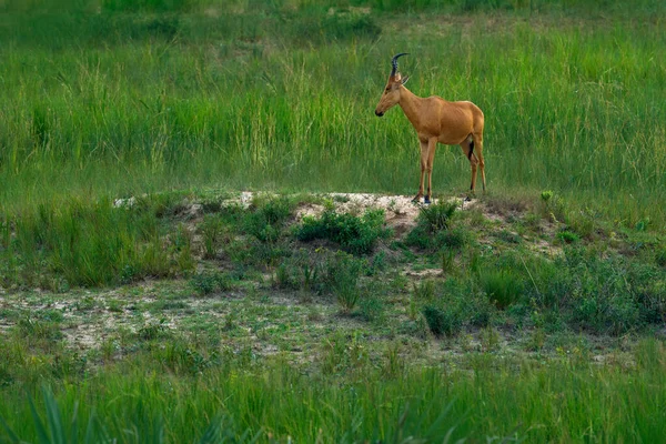 Lelwel Hartebeest Alcelaphus Buselaphus Lelwel Известный Антилопа Джексона Зелёной Растительности — стоковое фото