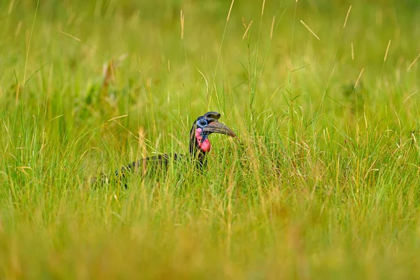 Abessinischer Erdhornvogel Bucorvus Abyssinicus Großer Schwarzer Vogel Aus Uganda Hornvogel — Stockfoto