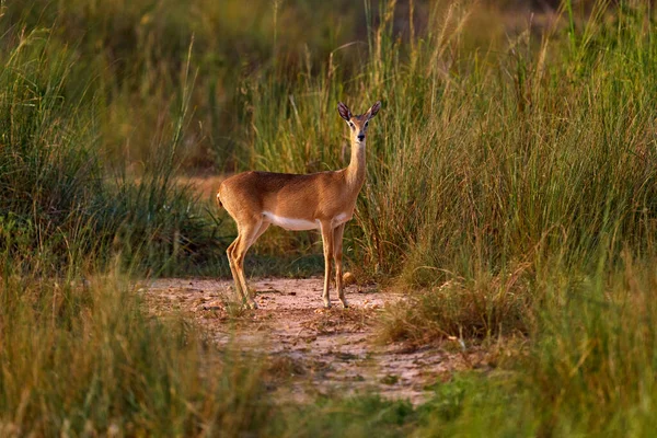 Steenbok Raphicerus Campestris Fuego Quemado Sabana Destruida Animal Fuego Quemado — Foto de Stock