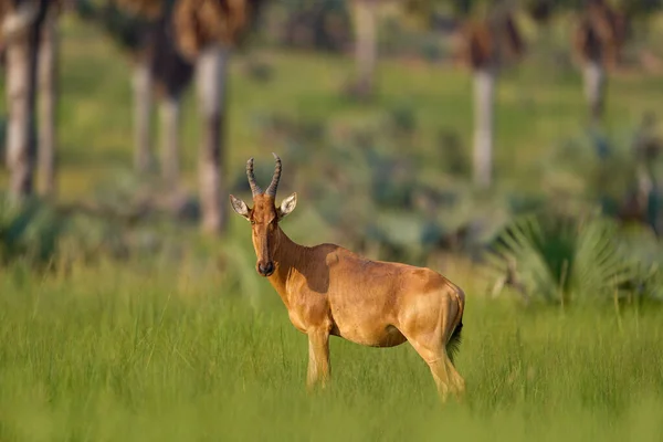 Lelwel Hartebeest Alcelaphus Buselaphus Lelwel Επίσης Γνωστή Hartebeest Αντιλόπη Τζάκσον — Φωτογραφία Αρχείου