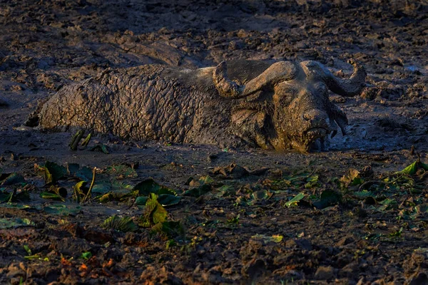Buffalo Dans Boue Argile Buffle Ougandais Détail Tête Taureau Chaleur — Photo