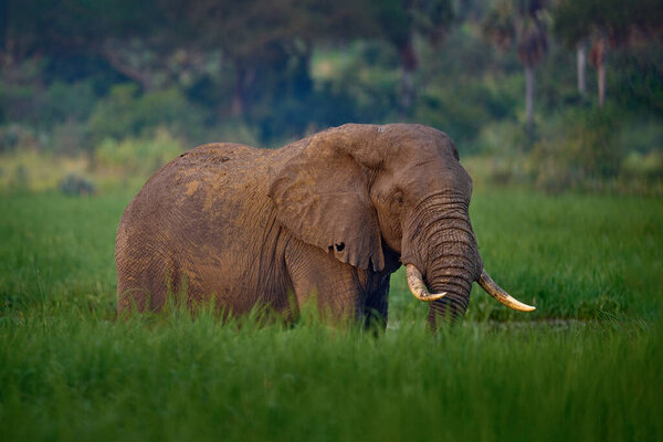 Elephant in Murchison Falls NP, Uganda. Big Mammal in the green grass, forest vegetation in the background. Elephant watewr walk in the nature habitat. Uganda wildlife, Africa. 