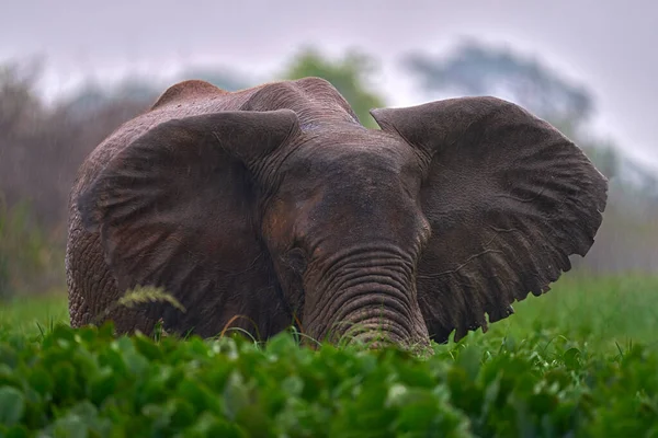 내리는 코끼리 우간다의머치 코끼리 포유류 배경에는 초목들이 있습니다 코끼리와 서식지에서 — 스톡 사진